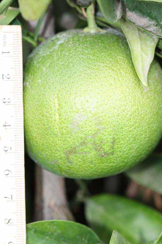            Immature fruit (Riverside, CA)   